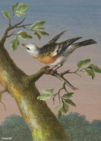 Snow Bunting bird painting | Free public domain illustration - 2228653