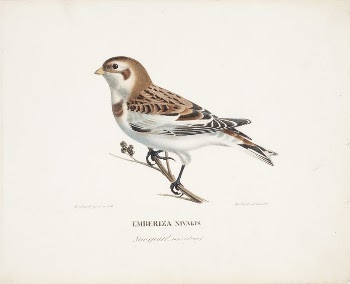Snow bunting in winter, 1828 | Free Photo - rawpixel