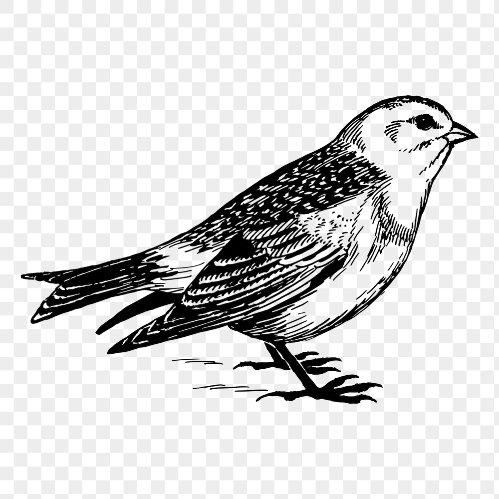 Snow bunting png bird sticker, | Free PNG - rawpixel