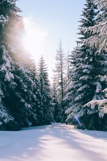 snow capped pine trees under blue sky
