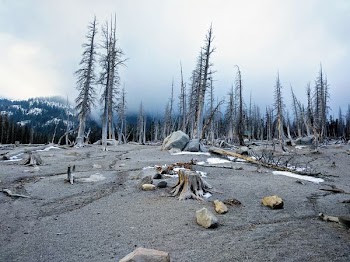 snow-capped trees