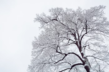 Snow Coated Tree Illustration