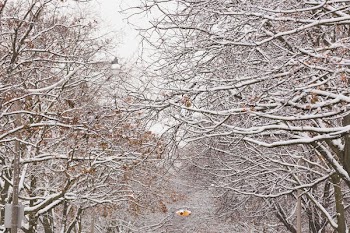 Snow covered Branches In Winter