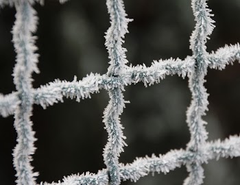 Snow Covered Fence