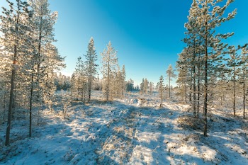 Snow Covered Field and Green Leaf Trees Under Blue Sky