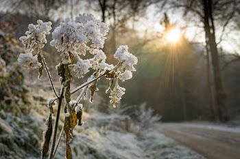 Snow Covered Flower