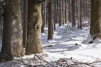 Snow Covered Forest