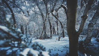 Snow Covered Forest