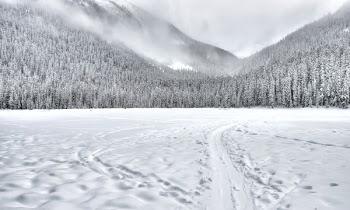 Snow-covered Forest Field