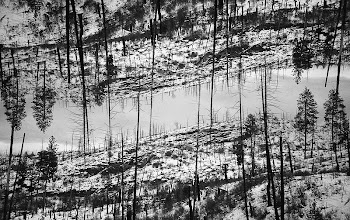 Snow covered forest with pine | Free Photo - rawpixel