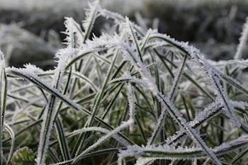 Snow Covered Green Plant