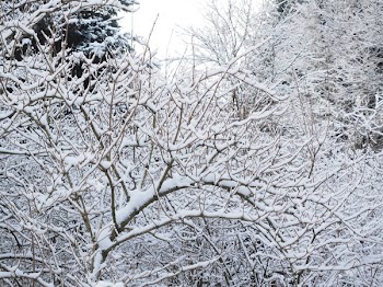 Snow-covered of Bare Tree