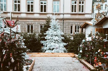 snow covered pine tree near house