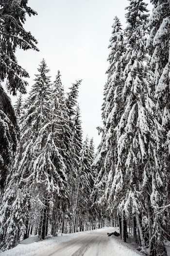 Snow Covered Pine Trees