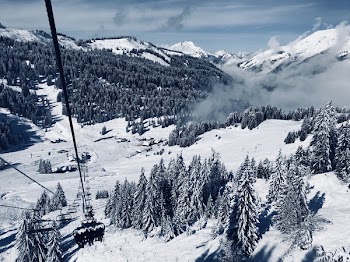 Snow Covered Pine Trees Below Running Cable Car during Day