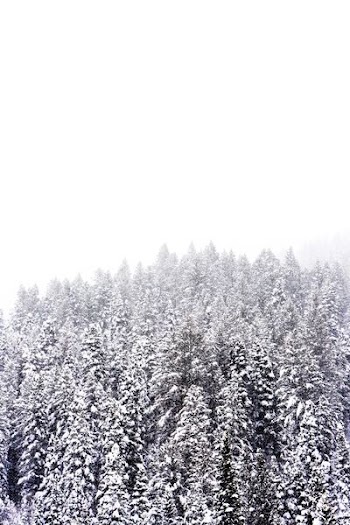 snow covered pine trees on hill under white sky at daytime