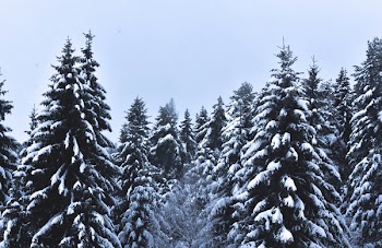 Snow Covered Pine Trees Under Cloudy Sky