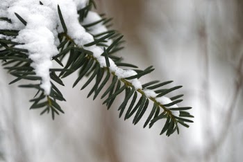 Snow Covered Plant