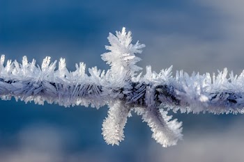 Snow Covered Stick