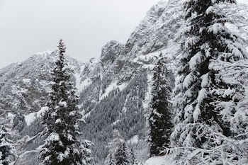 snow-covered tall trees at daytime