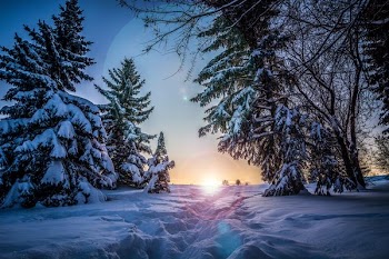 snow covered tree and pathway
