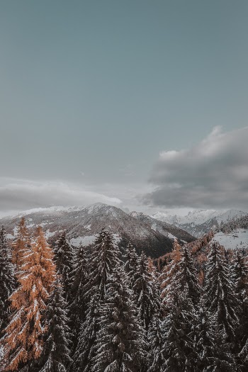 Snow Covered Trees