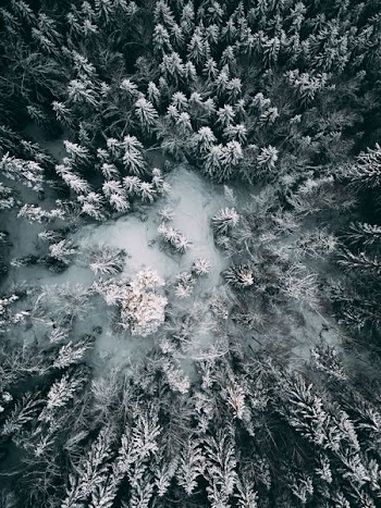 snow-covered trees