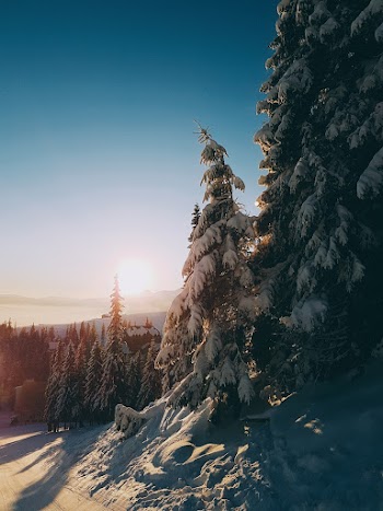 Snow Covered Trees