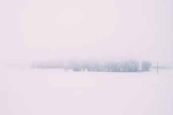 Snow Covered Trees 