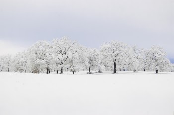 Snow Covered Trees