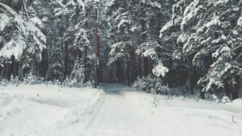 snow covered trees and field at daytime