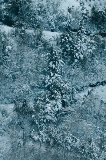 Snow-Covered Trees · Free Stock Photo