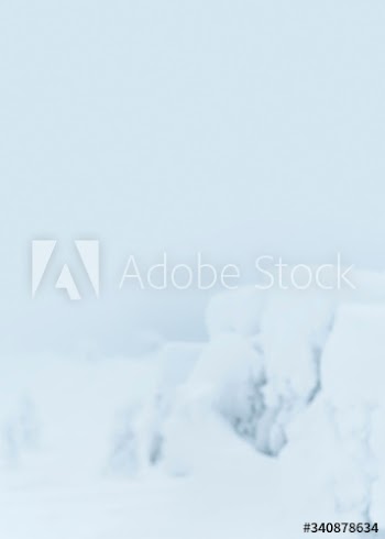 Snow covered trees in the winter fog