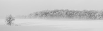 Snow Covered Trees Surrounded by Fogs