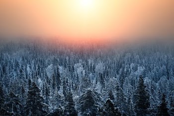 snow covered trees under the sun