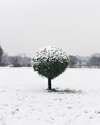 Snow Covering Green Leaf Plant and Grass Field