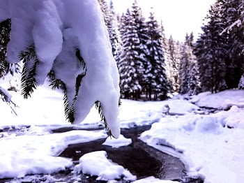 Snow Covering Trees
