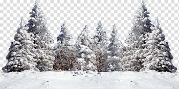 Snow field, Christmas tree Snow Fir Spruce, snow tree transparent background PNG clipart