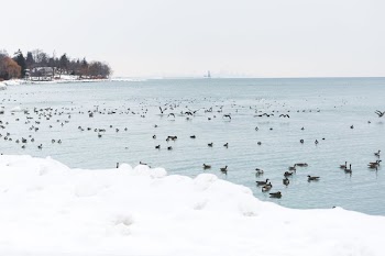Snow Geese On Icy Water