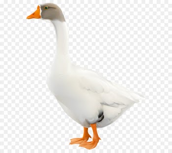 Snow goose Duck Canada Goose - Goose PNG Clip Art Image 
