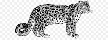 Snow leopard Amur leopard Tiger Clip art - Leopard 
