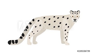 Snow leopard or ounce isolated on white background
