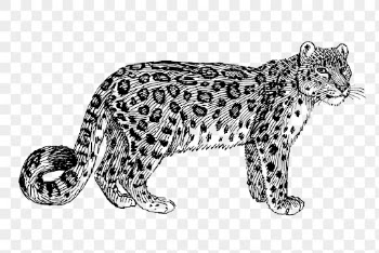 Snow leopard png, wild animal | Free PNG Illustration - rawpixel