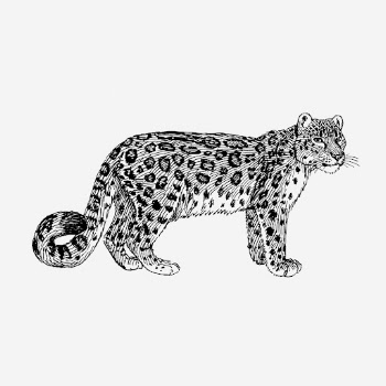 Snow leopard, vintage animal illustration. | Free Photo Illustration - rawpixel