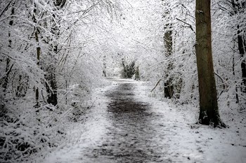 snow on forest trail