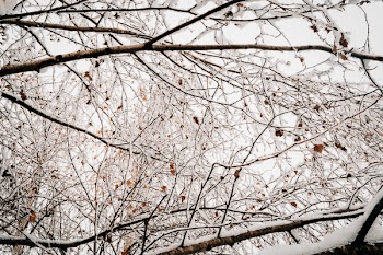 Snow on tree branches