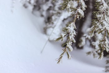Snow On Tree Leaves