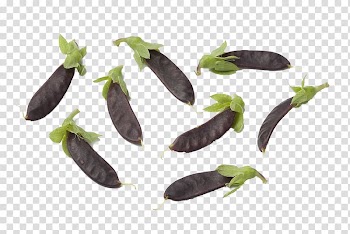 Snow pea Vegetable Snap pea Legume, Sugar pod peas transparent background PNG clipart