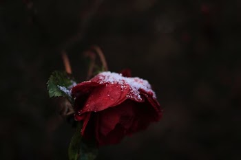 snow powders on red rose flower