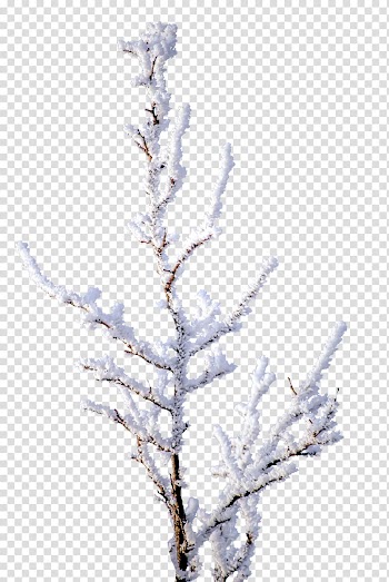 Snow , Snow White transparent background PNG clipart